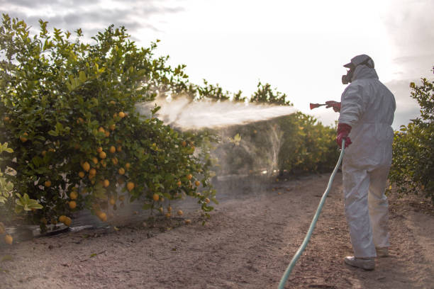 Best Best Pest Control Near Me  in California, MD