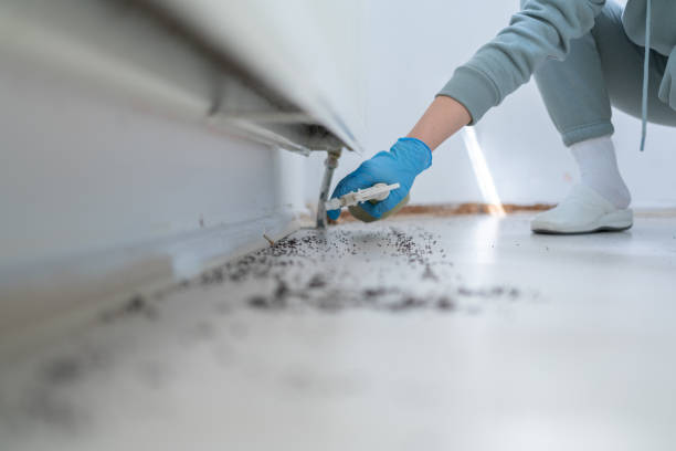 Best Rodent Control Near Me  in California, MD